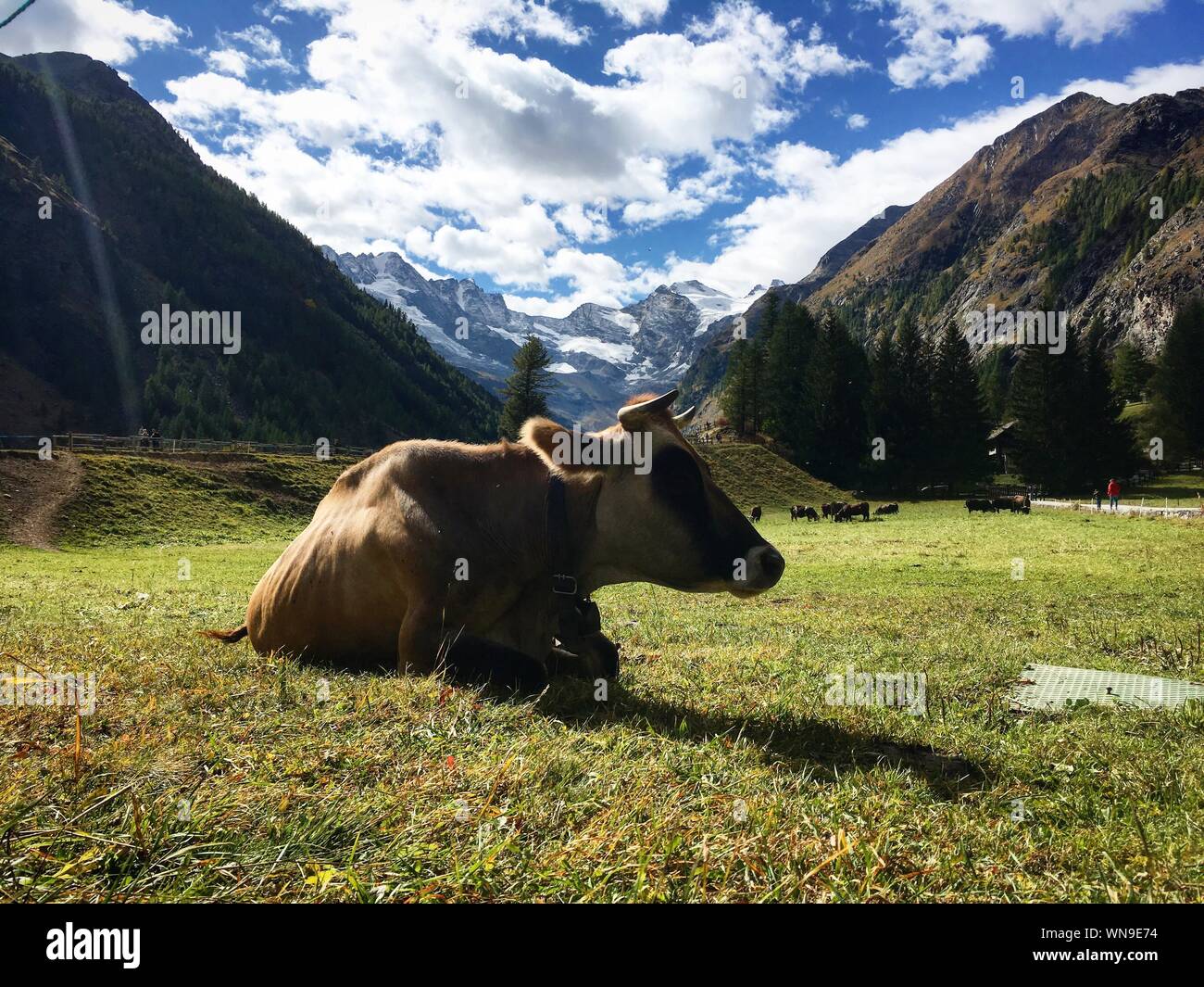 Cow Sitting On Grassy Field Against Mountains And Cloudy Sky Stock Photo