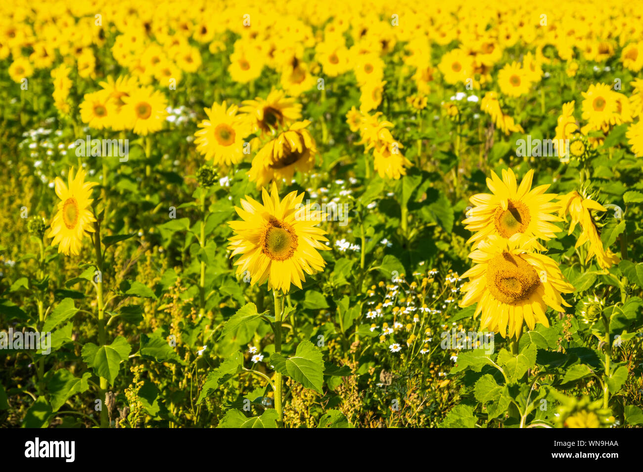 Field of blooming sunflowers at sunny summer day Stock Photo - Alamy