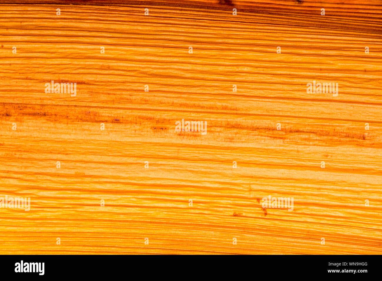 Warm orange coloured background. Palm tree flower casing. Stock Photo