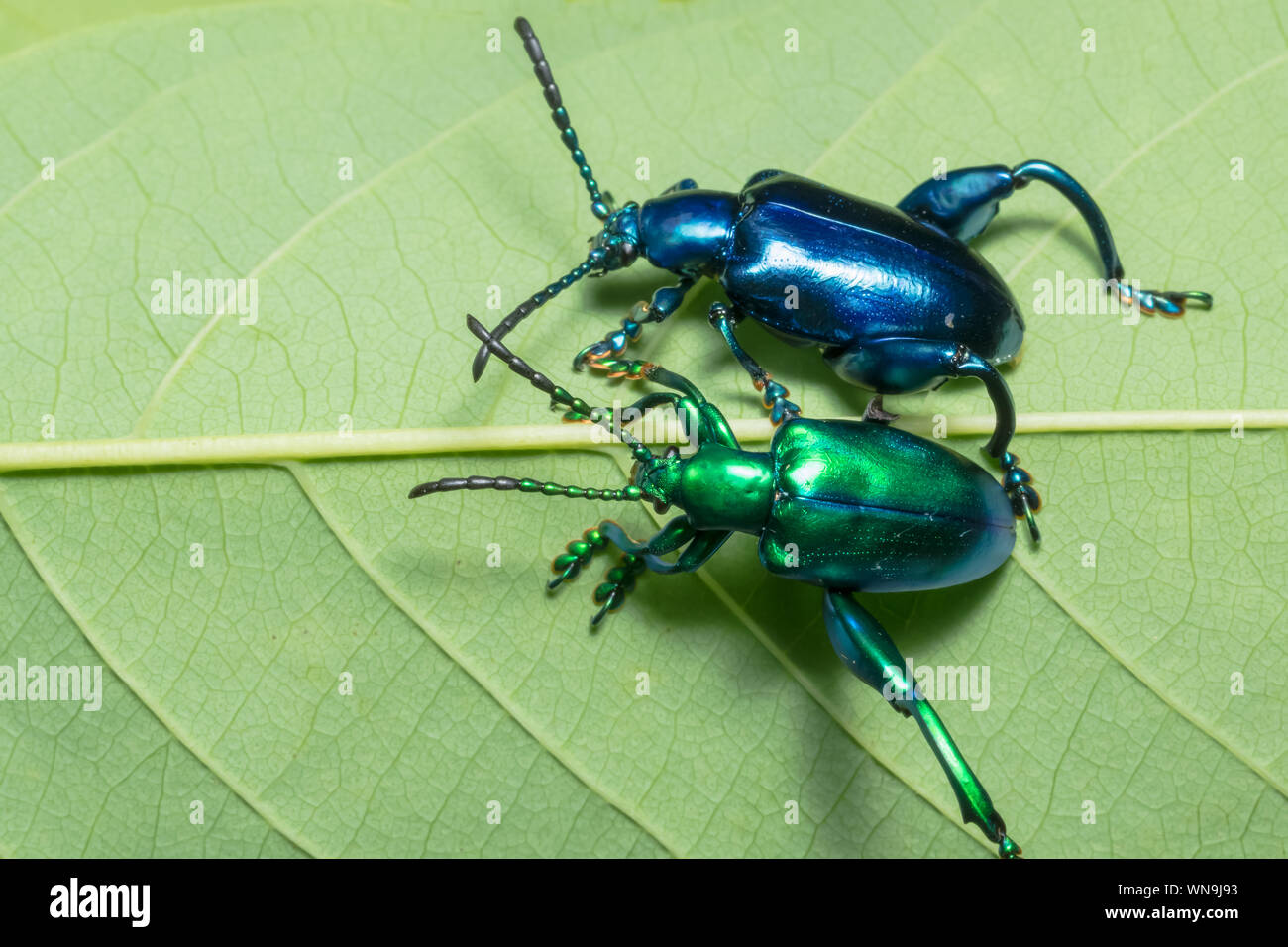 Emerald ash borers hi-res stock photography and images - Alamy