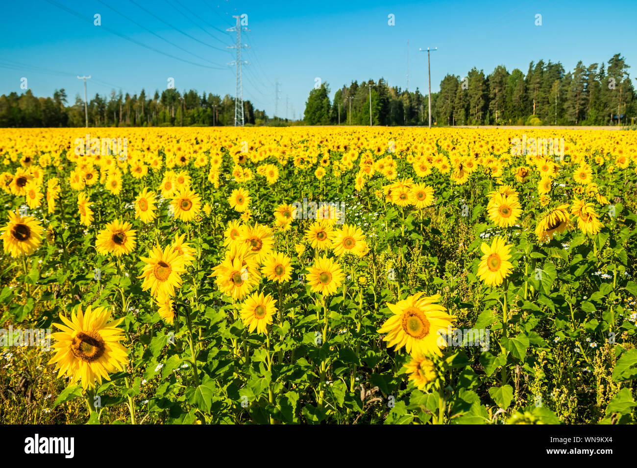 Field of blooming sunflowers on a background of blue sky Stock Photo ...