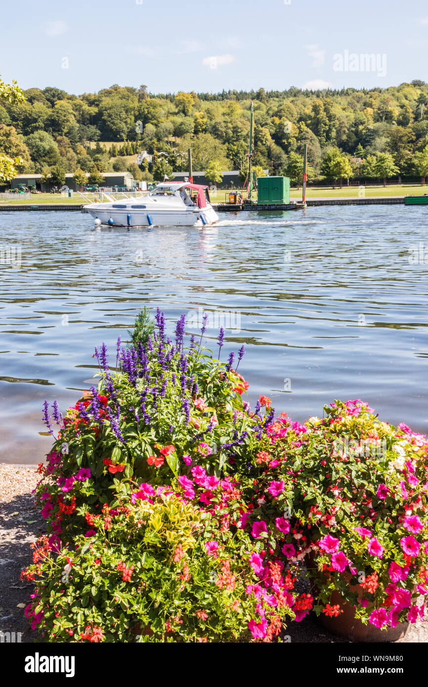 Flowers on the river Thames bank at Henley with a boat in the background Stock Photo