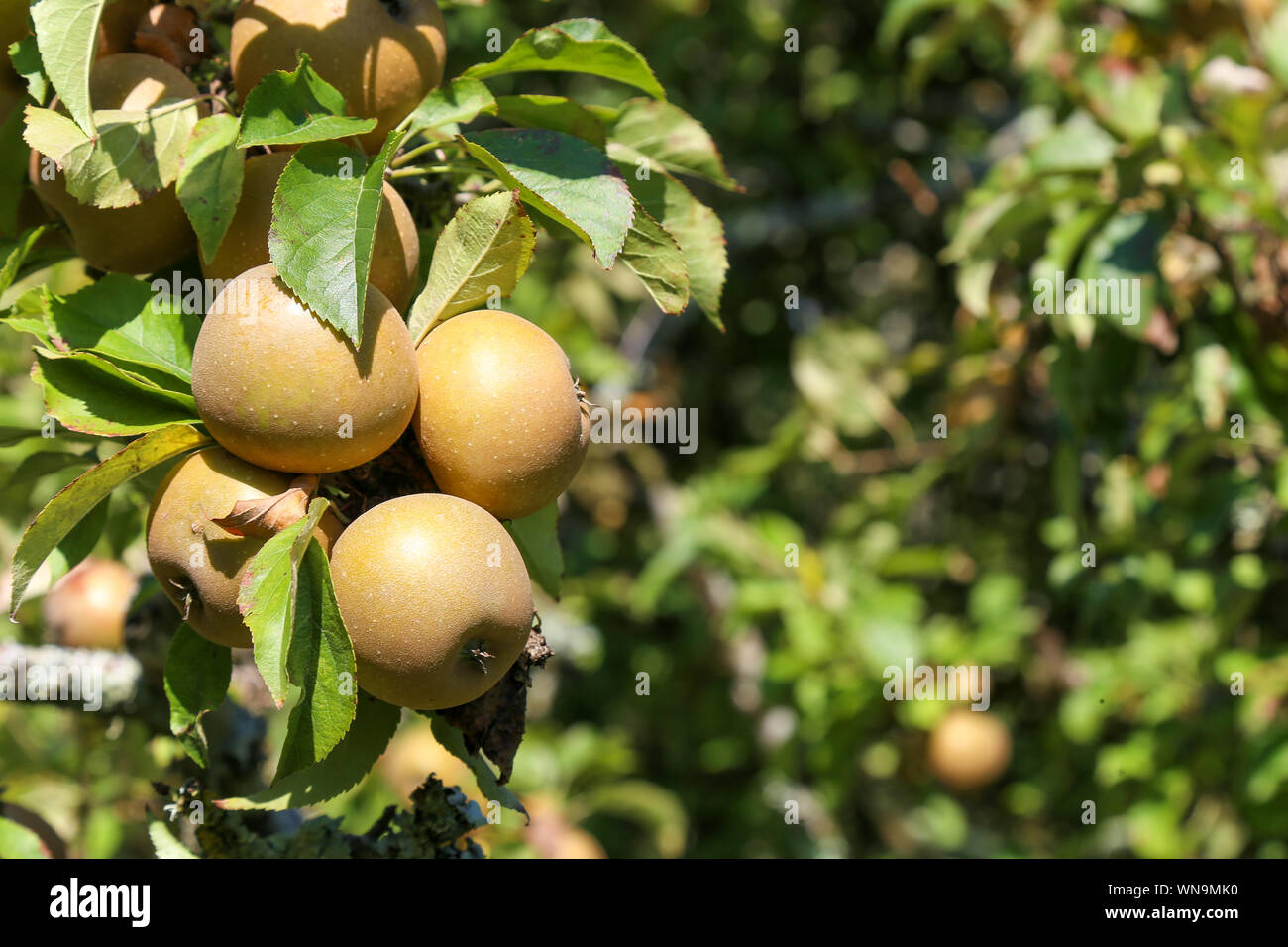 Crab apple tree (Malus sylvestris) laden with apples in summer Stock Photo