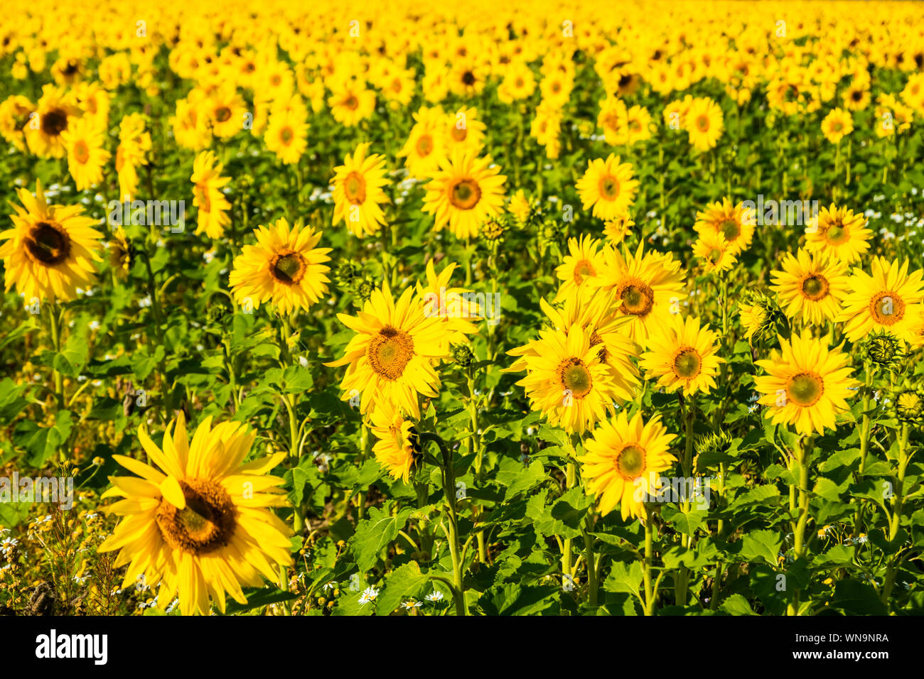 Field of blooming sunflowers at sunny summer day Stock Photo - Alamy