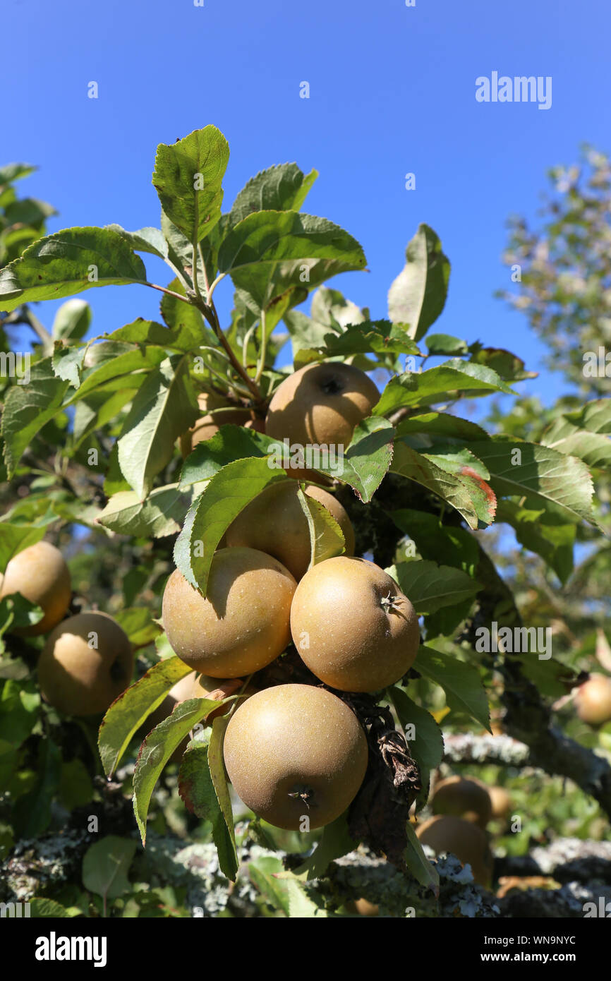 Crab apple tree (Malus sylvestris) laden with apples in summer Stock