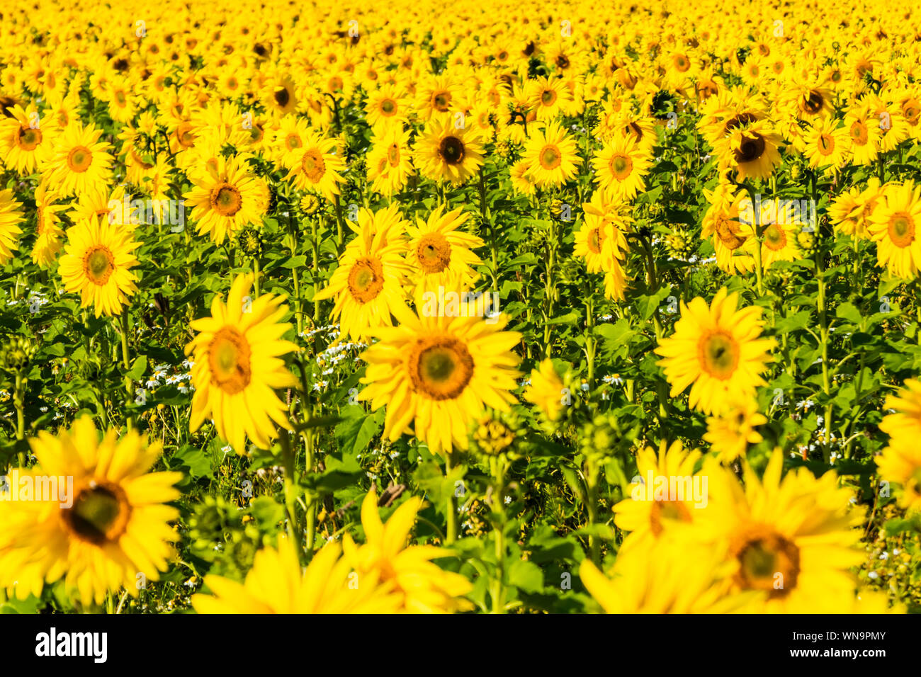 Field of blooming sunflowers at sunny summer day Stock Photo - Alamy