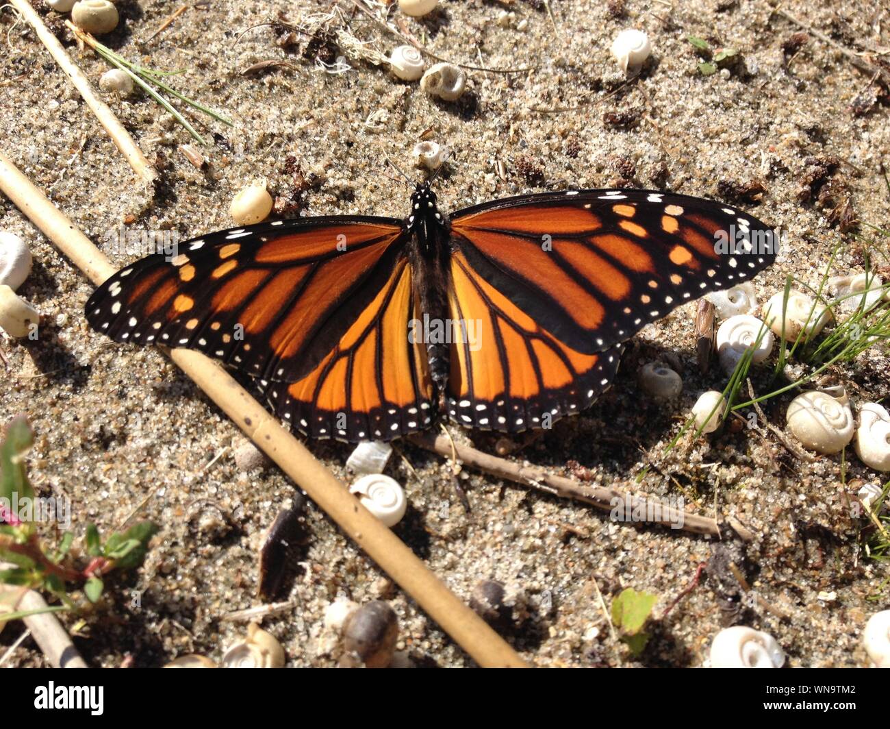 Butterfly beach hires stock photography and images Alamy