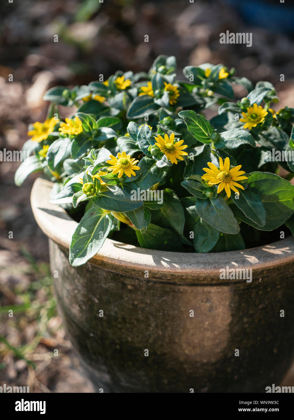 Mexican creeping zinnia (Sanvitalia procumbens) flowers Stock Photo