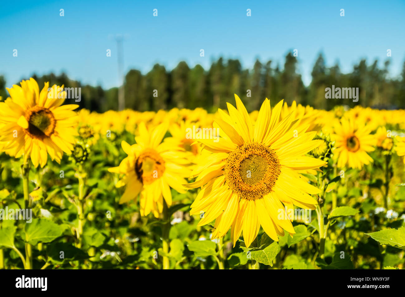 Field of blooming sunflowers on a background of blue sky Stock Photo ...