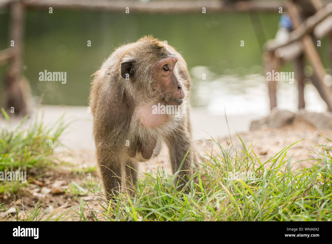 Monkey Looking Away Against Lake Stock Photo