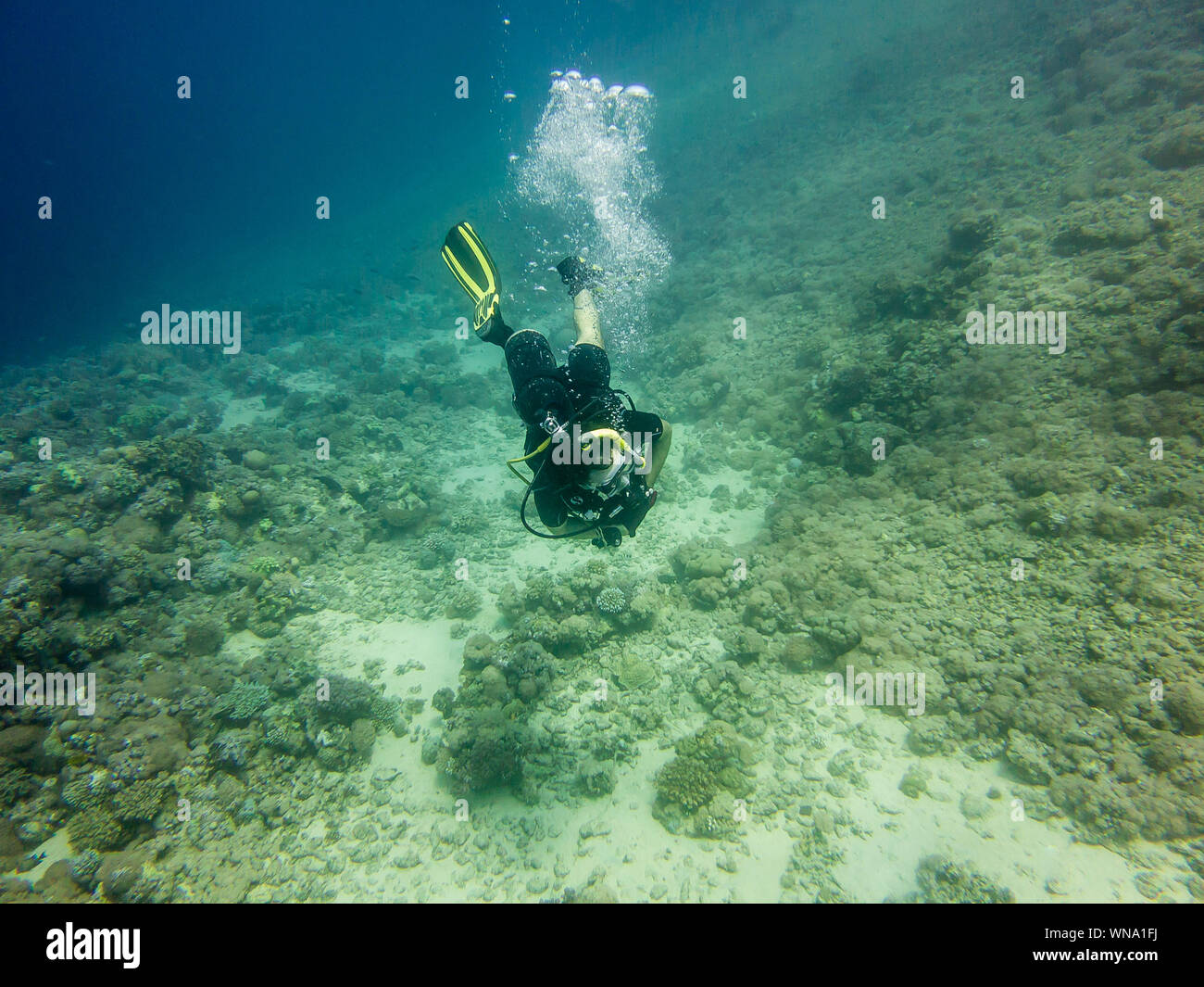 Scuba Diving in the Red Sea Stock Photo - Alamy