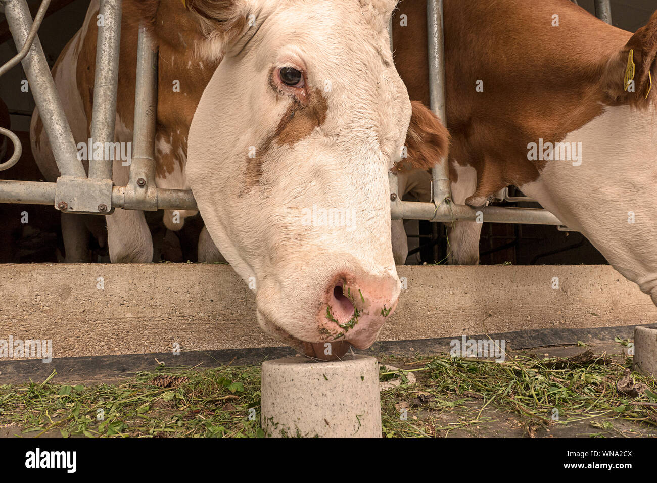 Why Do Cows Need Salt? Farmhouse Guide edu.svet.gob.gt