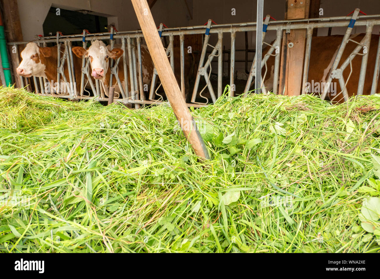 Dung fork in a mountain of freshly cut grass in front of a cowshed Stock  Photo - Alamy