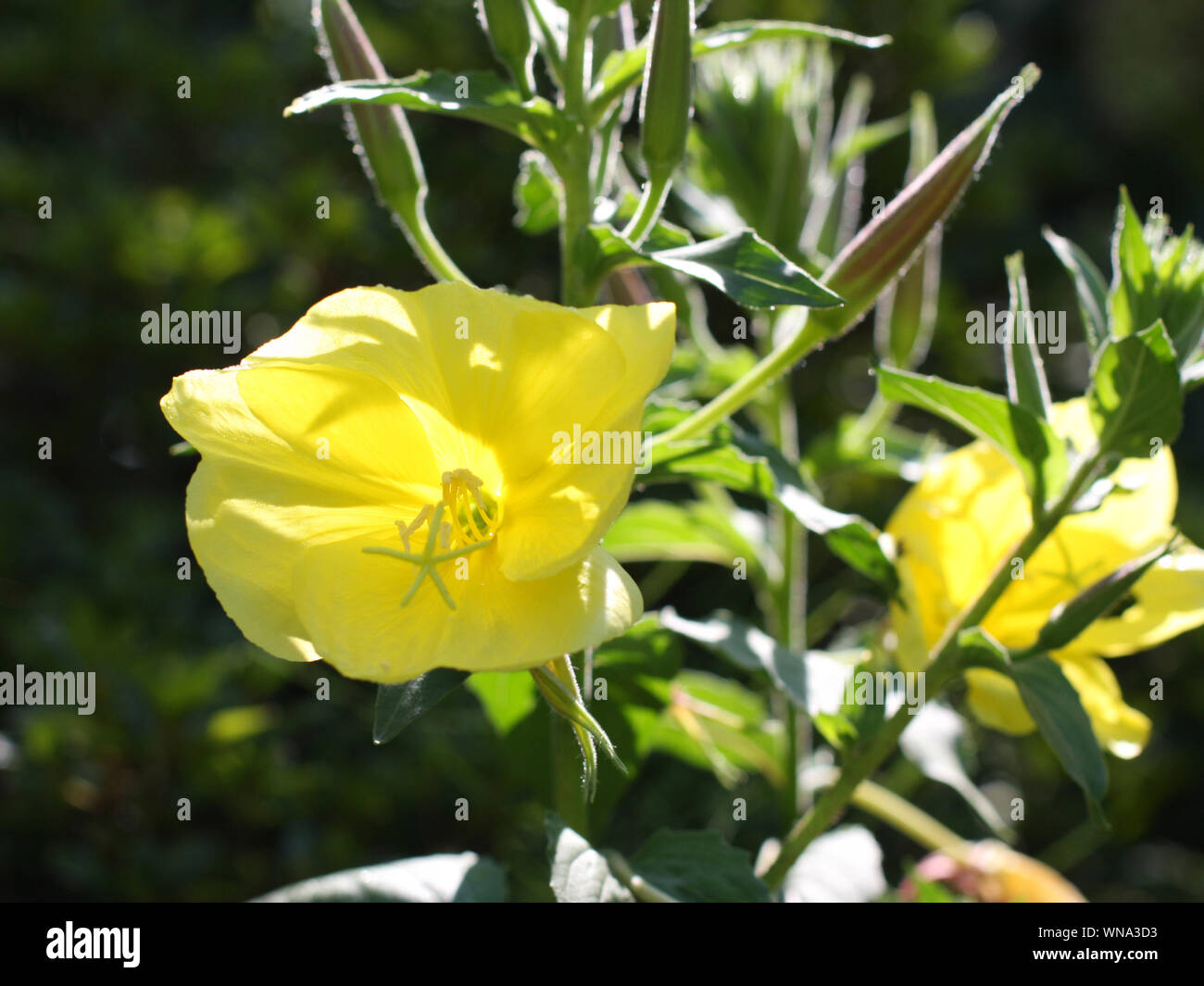 Common evening primrose flowers in morning light - Oenothera biennis -  healing plant, seedings containing ingredients strenghtening the immune system Stock Photo