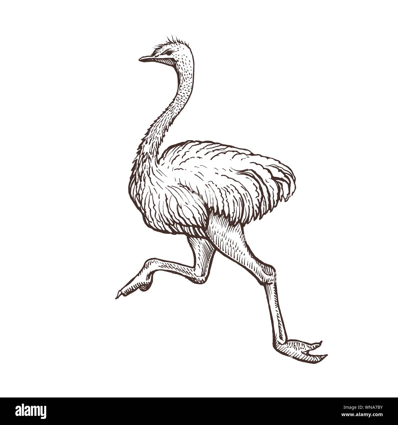 Ostrich bird, farm animal sketch, isolated running ostrich on the ...