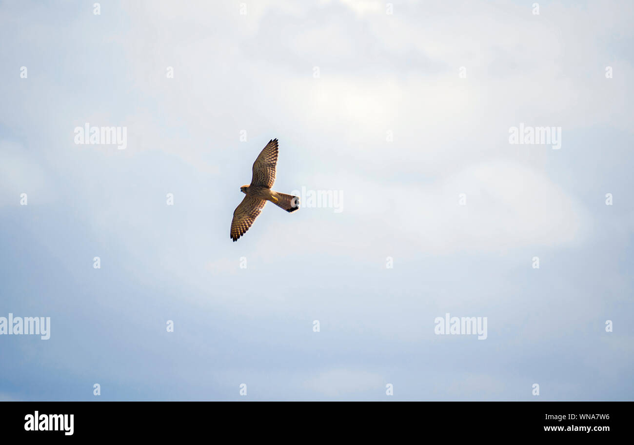 Little baby falcon flying in Spain, 2019. Animals in freedom. Falcon