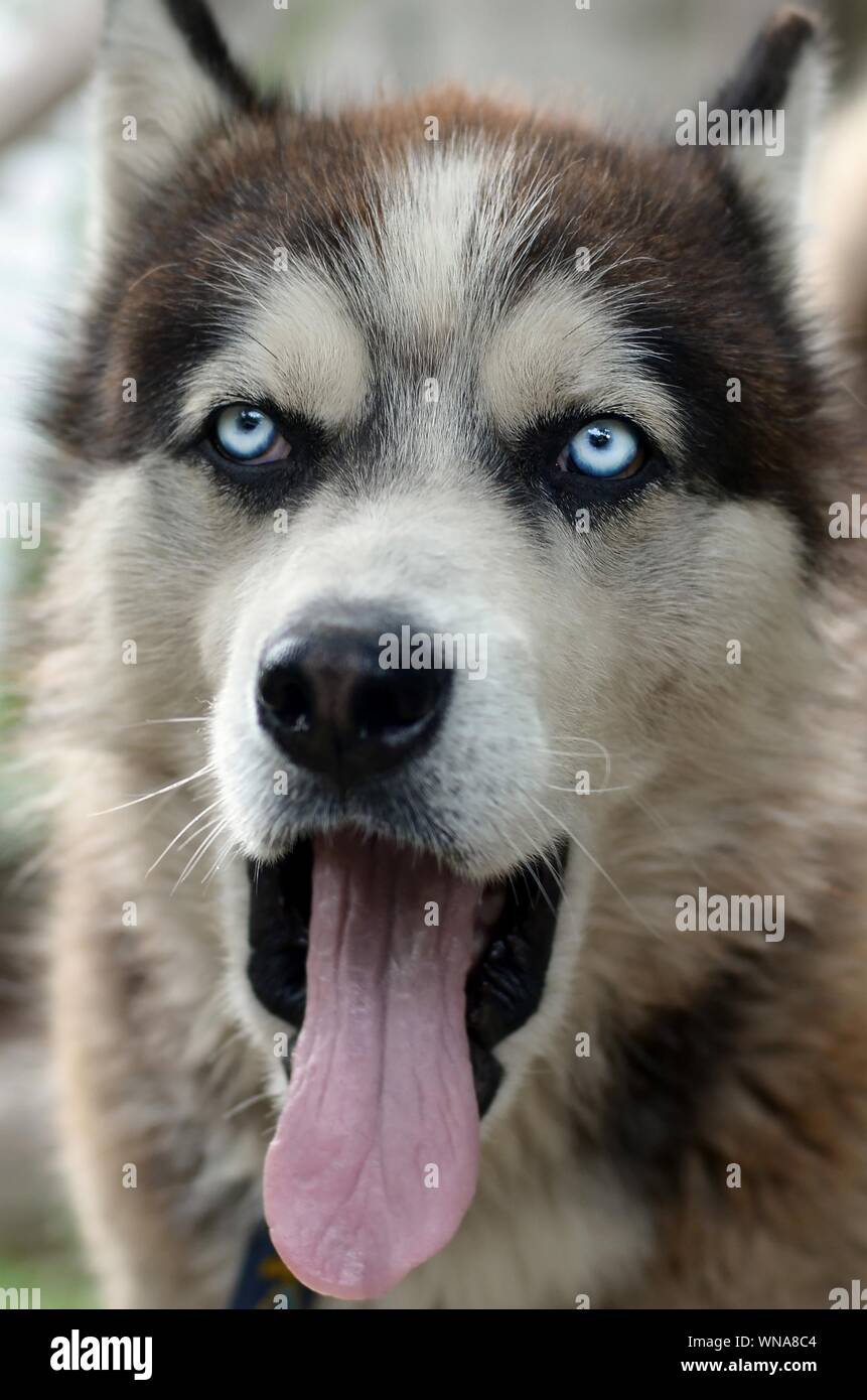 Husky dog yawning at the sun rays. Sleepy dog funny yawns with wide
