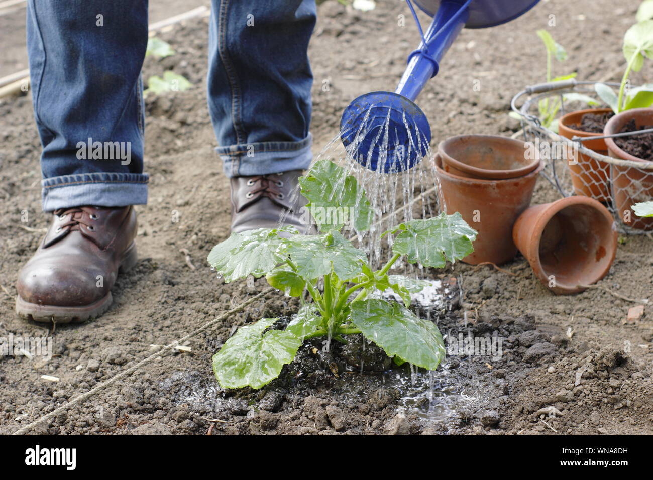 Cucurbita pepo 'Black Beauty'. Watering young courgette plants after planting out Stock Photo