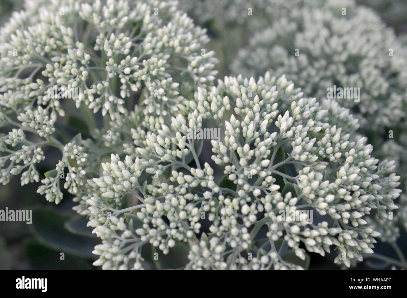 Lot of blooming Hylotelephium telephium white flowers with green leaves and stems. Inflorescence of garden flowers Stock Photo