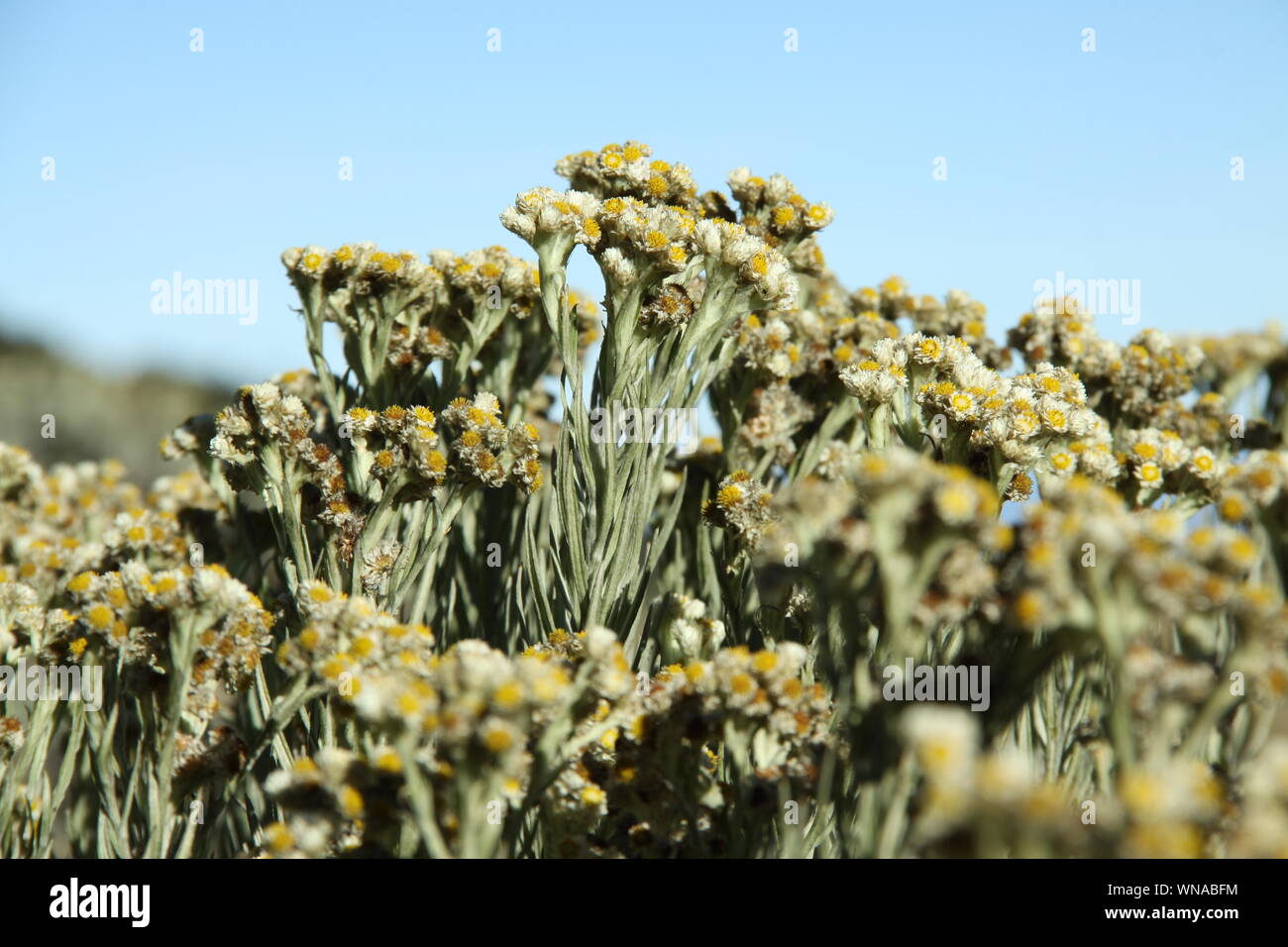 Close-up Of Edelweiss Flower Buds Stock Photo - Alamy