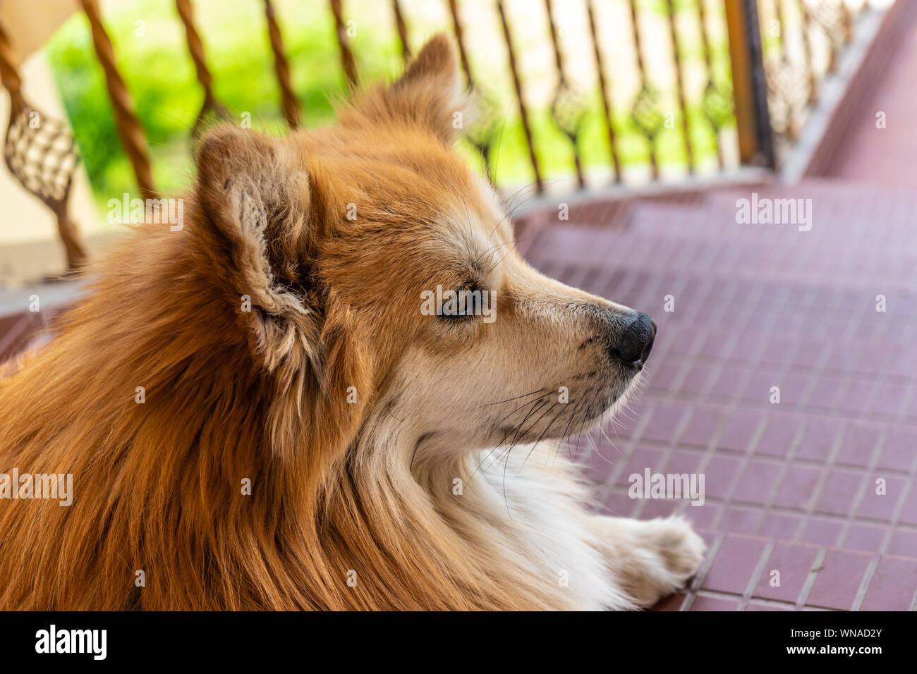 Dog Isolated Head with eye details image is showing the emotion and contrast of animal life. Stock Photo