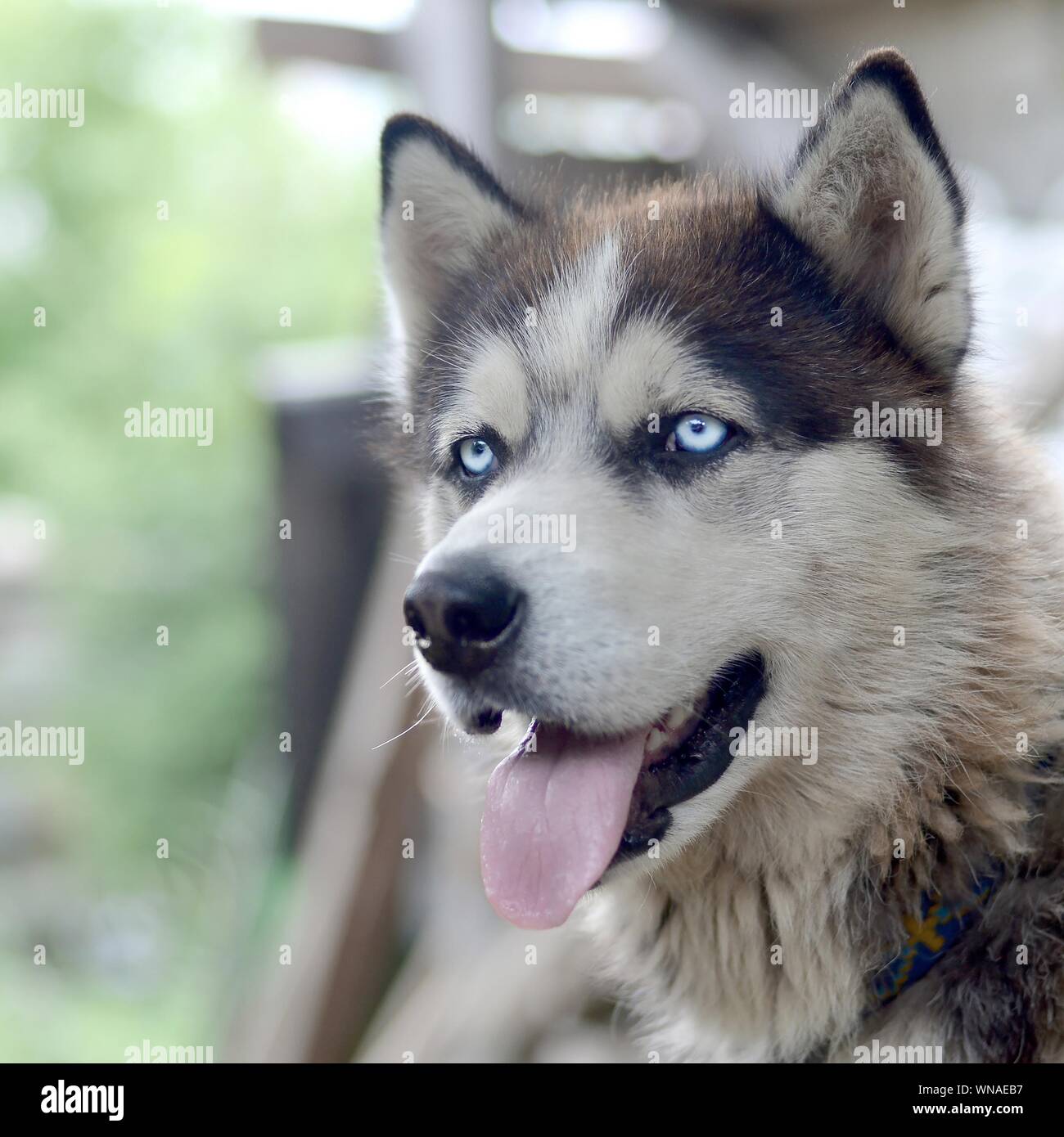 blue malamute