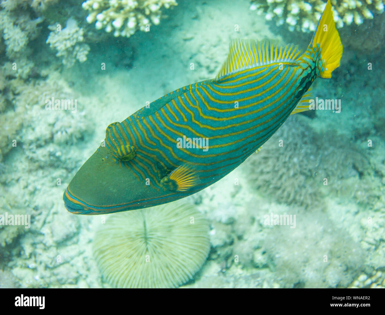 Orange Striped Trigger Fish in the Red Sea Stock Photo Alamy