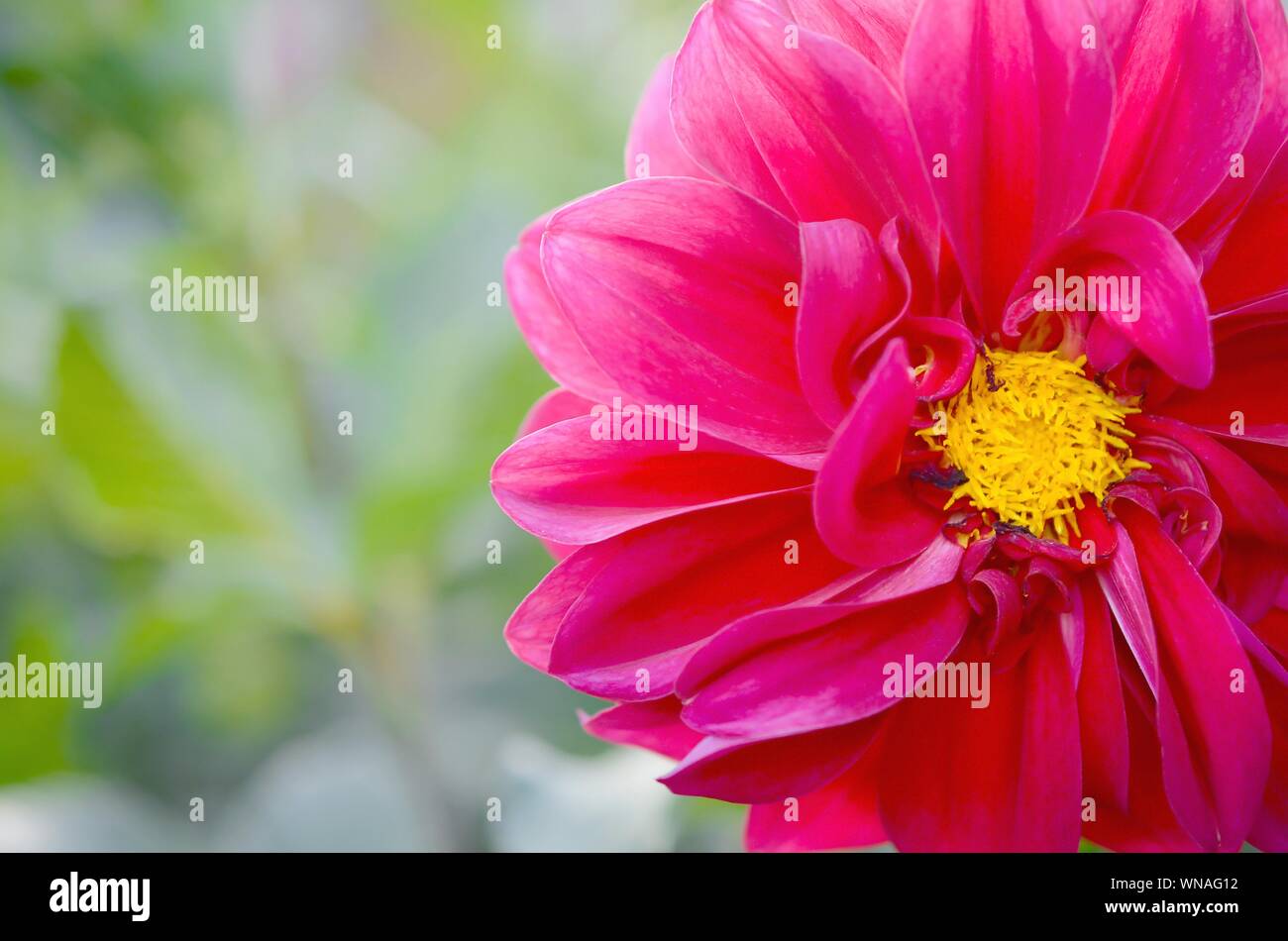 Yellow dahlia black foliage hires stock photography and images Alamy