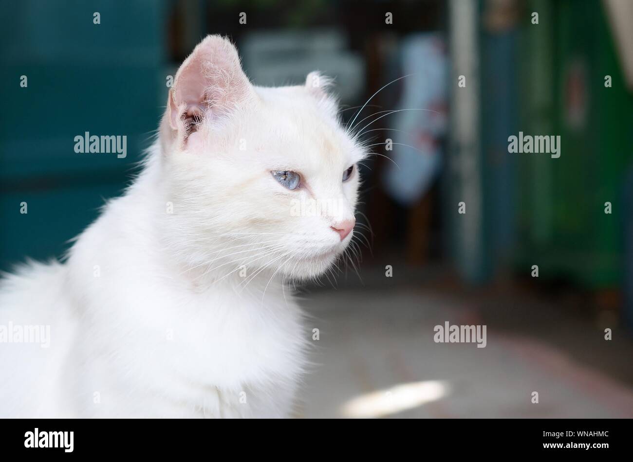 White Longhair Persian Kitten Blue Eyes Stock Photos White