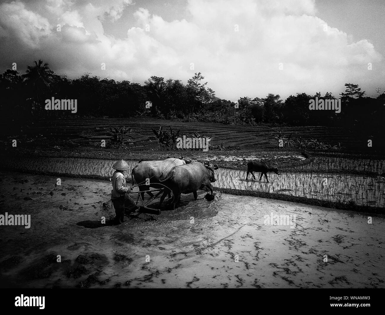 Farmer walking with his water buffalo Black and White Stock Photos