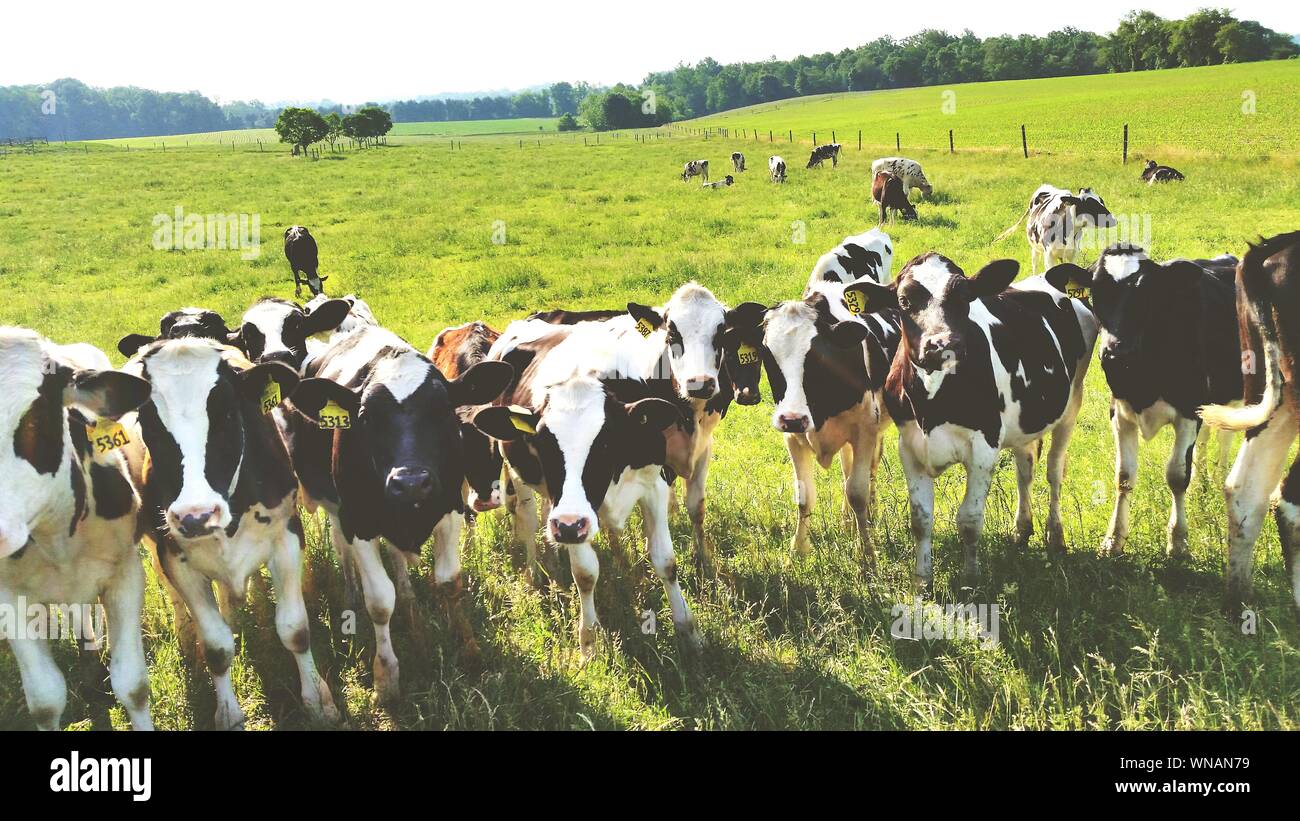 Pasture with herd of cows hi-res stock photography and images - Alamy
