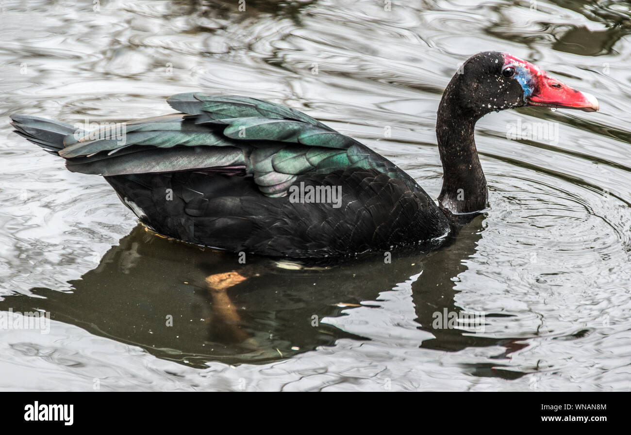 Spur-winged Goose (Plectropterus gambensis ) An African species.photo at WWT,Slimbridge Glouces.England Stock Photo