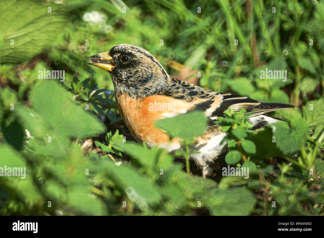 Brambling (Fringilla montifringilla).Male photographed in January in the garden.Brought into camera range with food.Southwest France Stock Photo