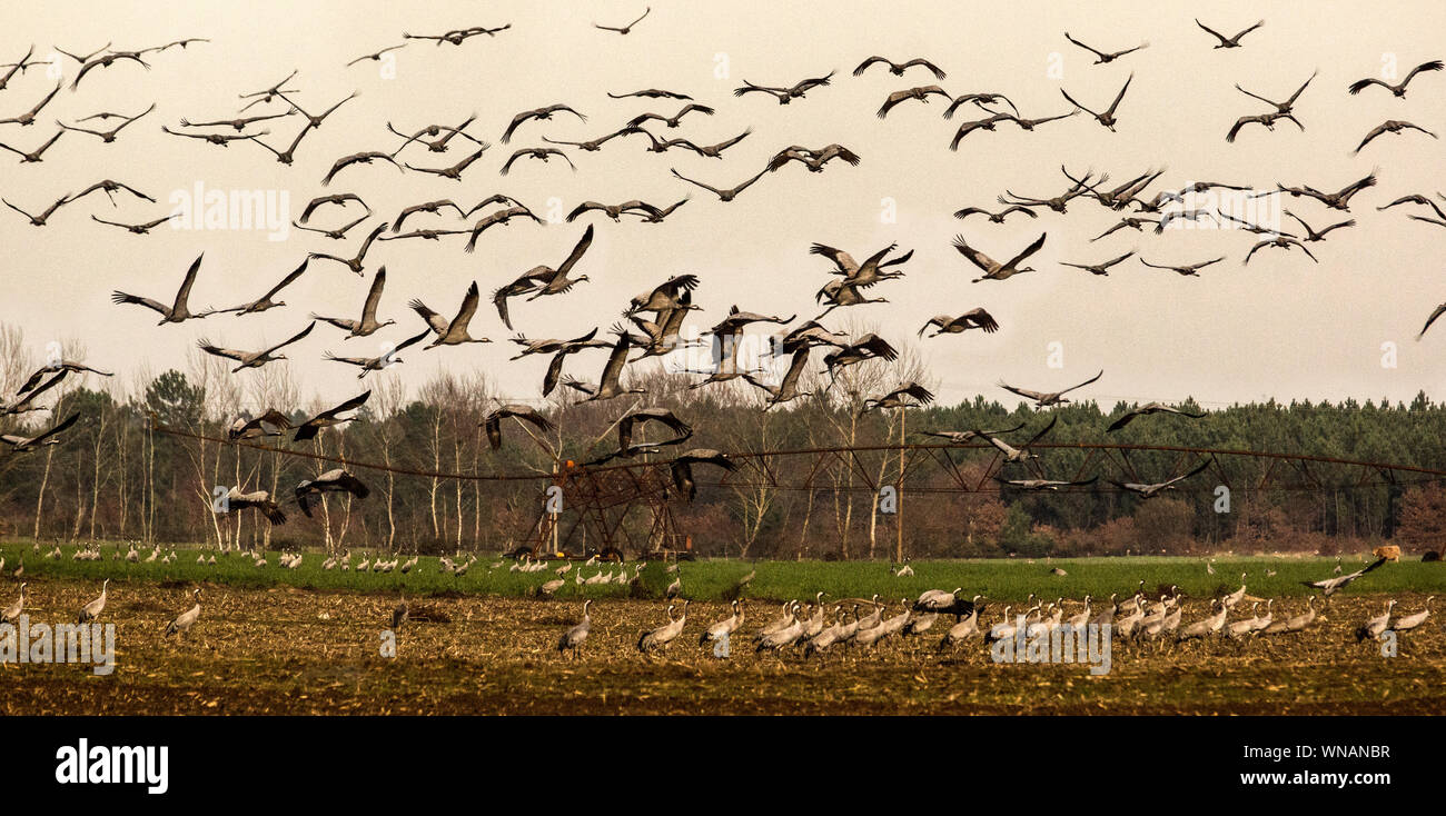 Common Crane (Grus grus).Section of a flock on their wintering grounds in Southwest France. Stock Photo