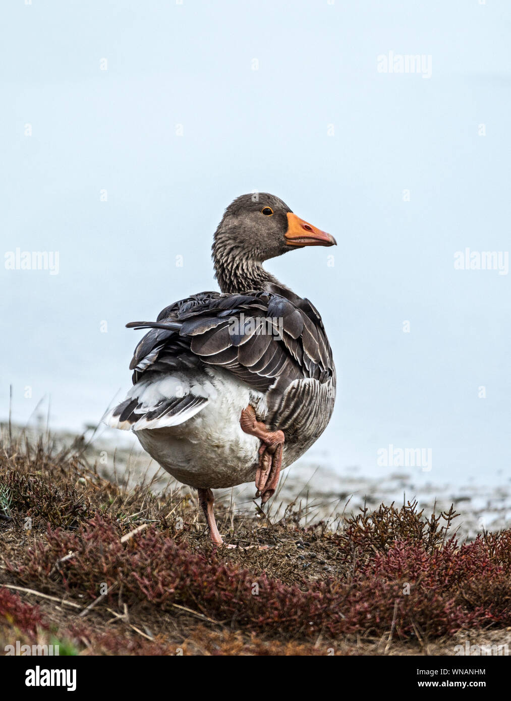 Greylag Goose (Anser a,anser).Adult on the Le Teich nature reserve