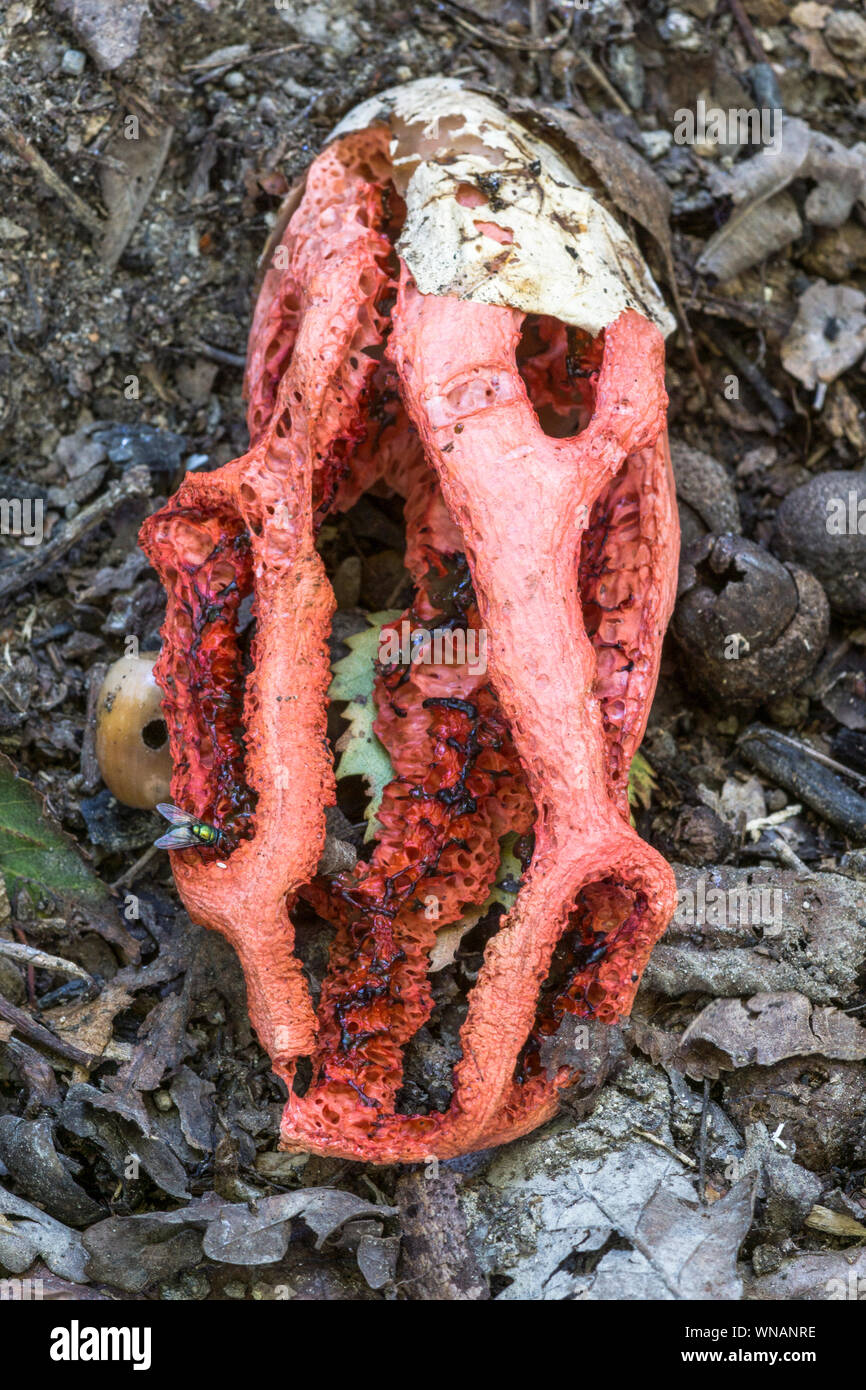 Fungus.Red Clathre or Devil's Lantern (Clathrus ruber).A rare fungus.This specimen was past its best when found.& has never reappeared. Stock Photo