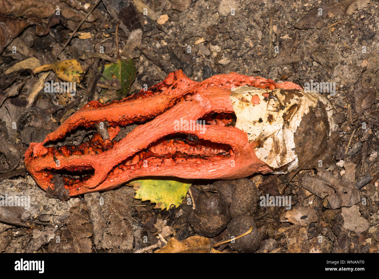 Fungus.Red Clathre or Devil's Lantern (Clathrus ruber).A rare fungus.This specimen was past its best when found.& has never reappeared. Stock Photo