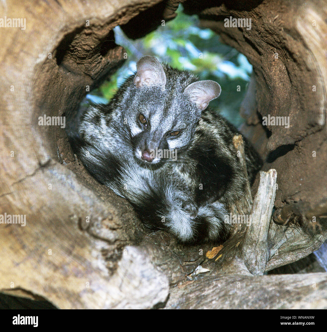 Genet (Genet genetta).Adult in hollow log.Photo at Argelles-Gazost zoo.Southwest France. Stock Photo