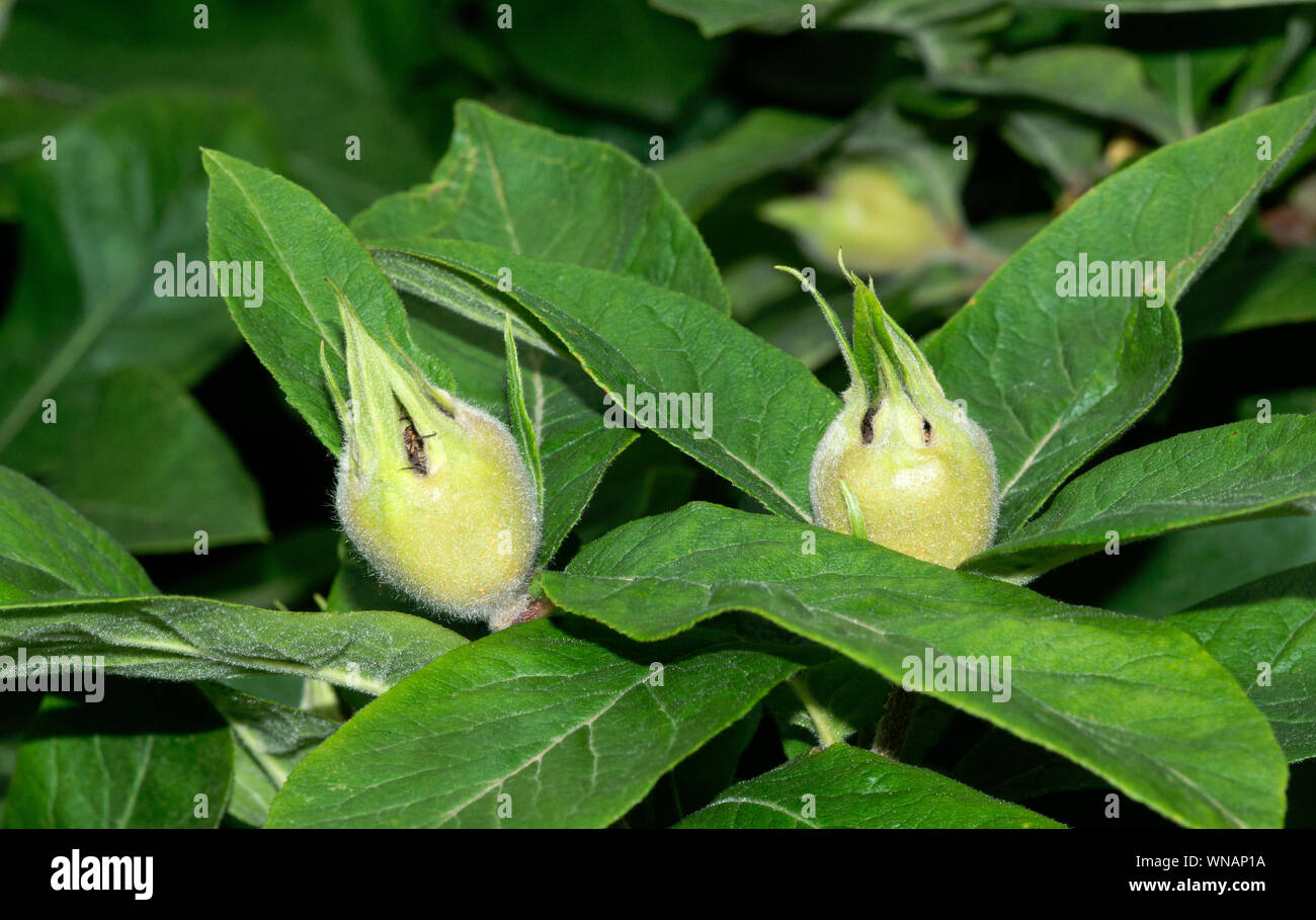 Plant.Tree. Medlar (Mespilus germanica).Developing fruits with dead insects apparently trapped between the fused sepals and the fruit. Stock Photo