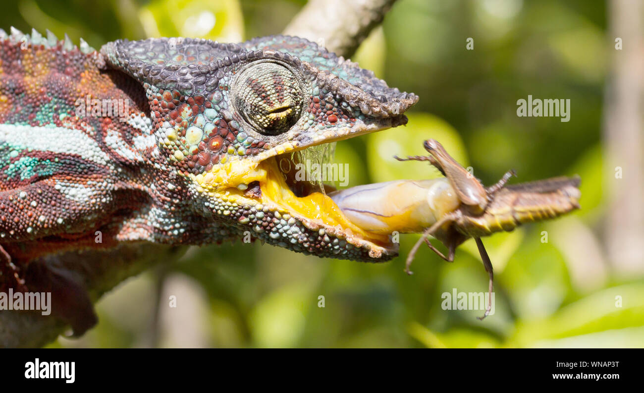 Panther chameleon (Furcifer pardalis) in Madagascar, hunting Stock
