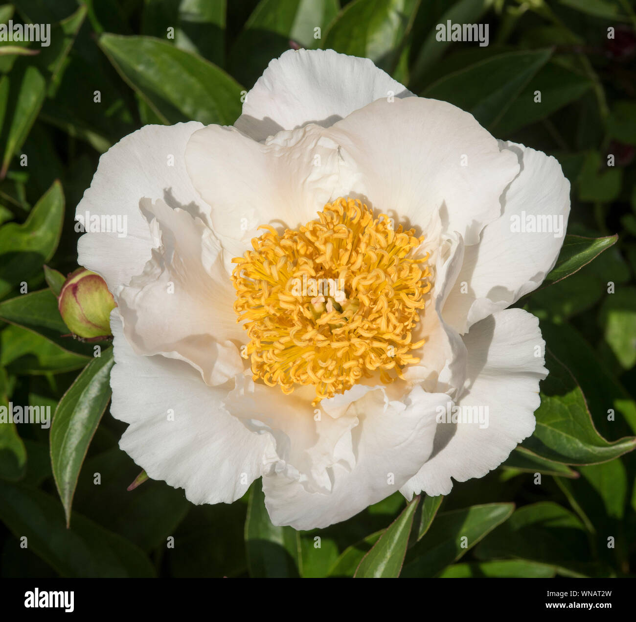 Close up of a white Peony Stock Photo - Alamy