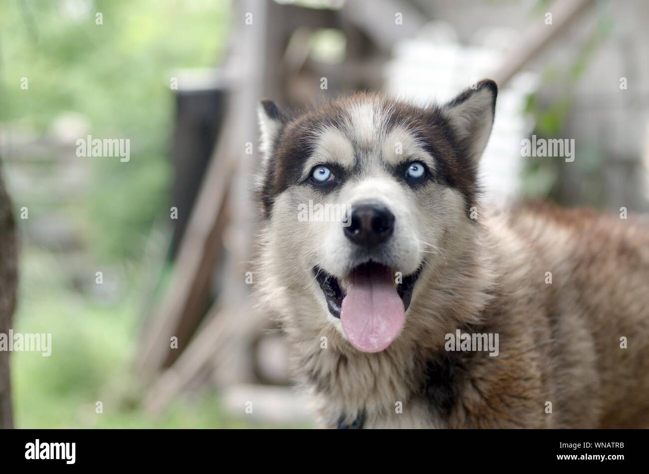 Grey Fur Coat Stock Photos Grey Fur Coat Stock Images Page 7