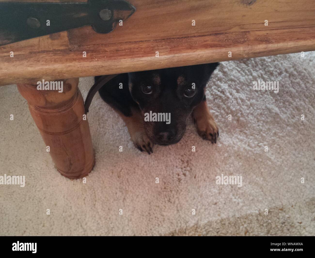 Dog hiding under table hires stock photography and images Alamy
