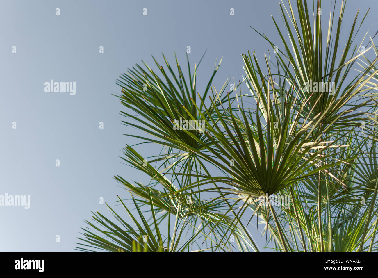 Palm leaves on a sky blue background. Palm tree background. Copy space Stock Photo - Alamy