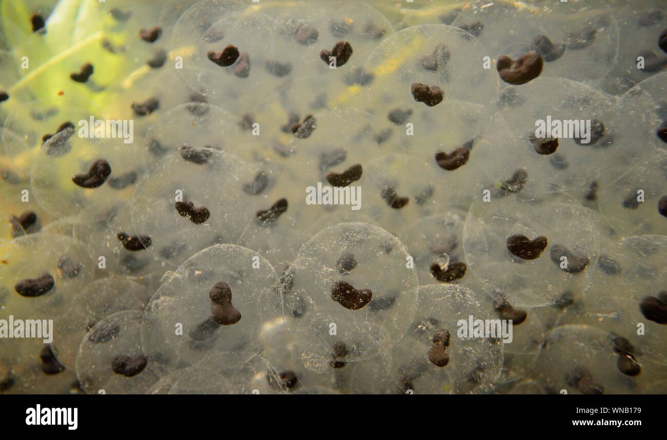 Frogspawn of a Common frog (Rana temporaria) developing in a garden pond, Wiltshire, UK, March