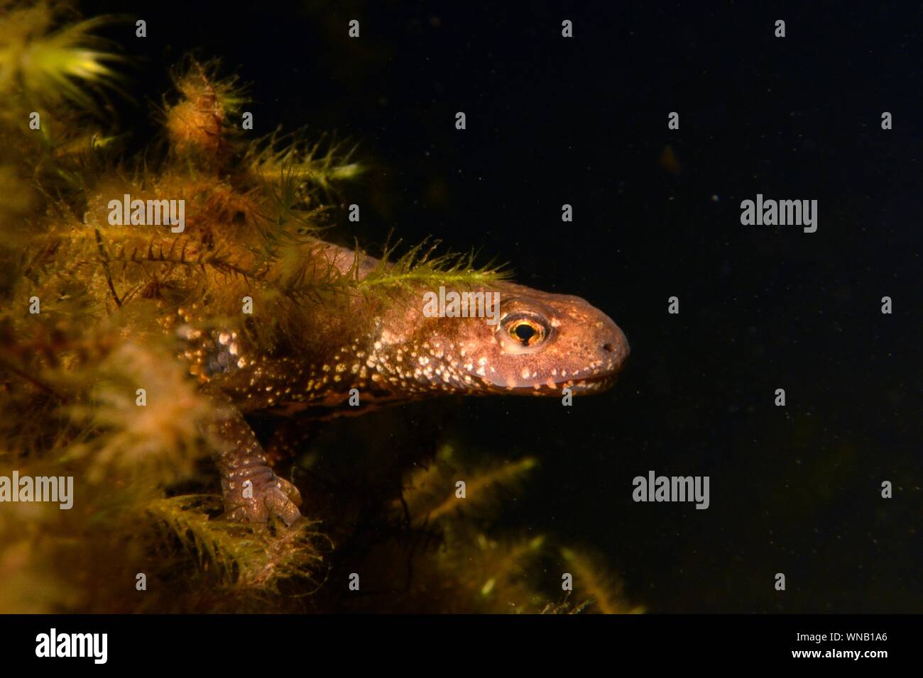 Great crested newt (Triturus cristatus) female in a garden pond at night, near Wells, Somerset
