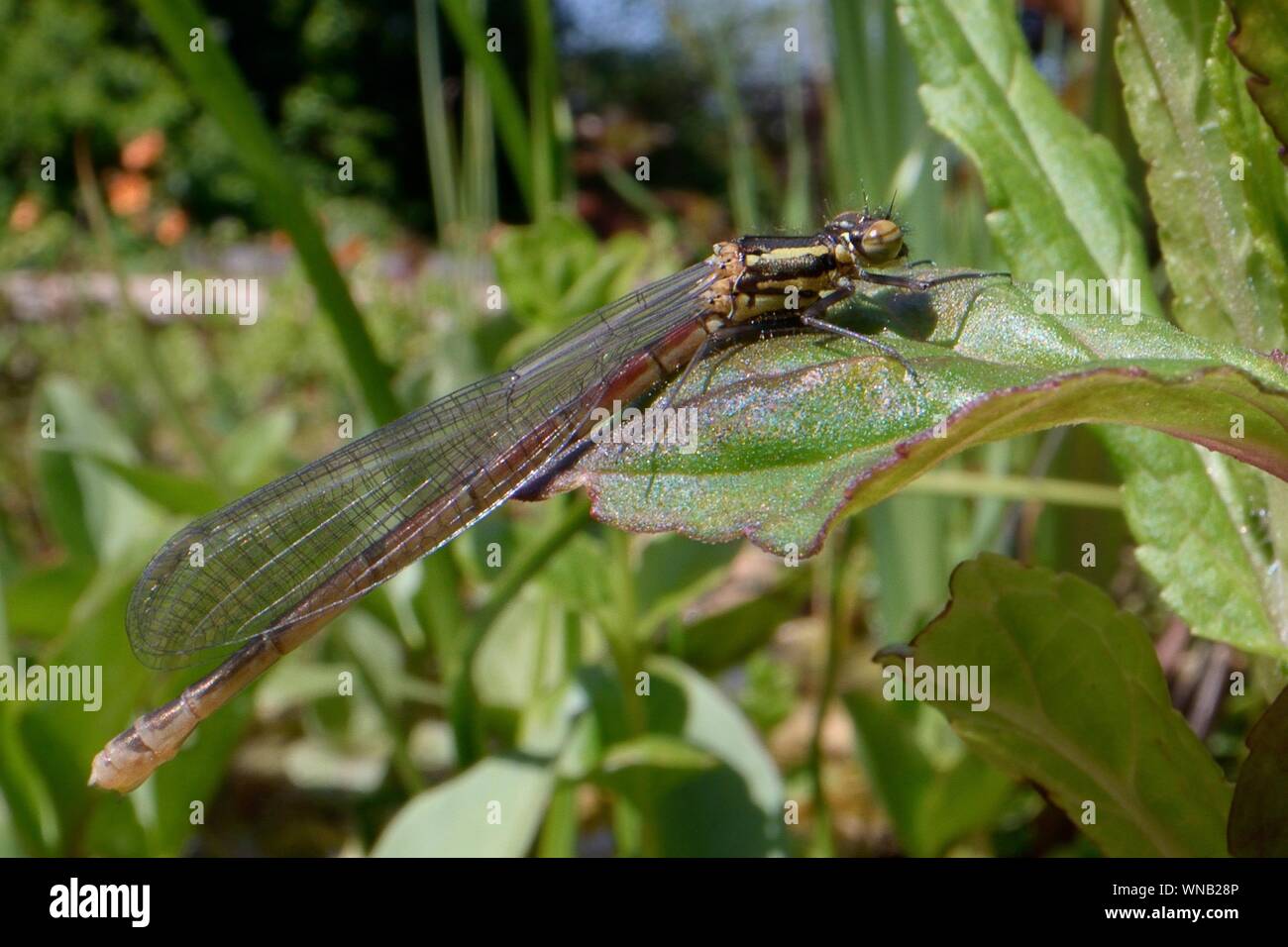 Newly emerged Large red damselfly (Pyrrhosoma nymphula) resting on vegetation fringing a garden pond, Wiltshire, UK, May. Stock Photo