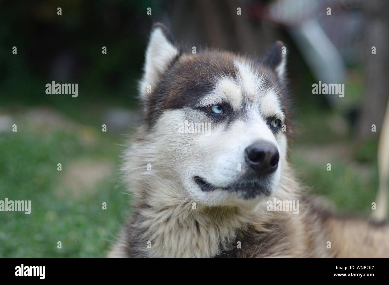 Alaskan Malamute with blue eyes. The Arctic Malamute is a wonderful fairly large dog native type designed to work in harness, one of the oldest breeds Stock Photo