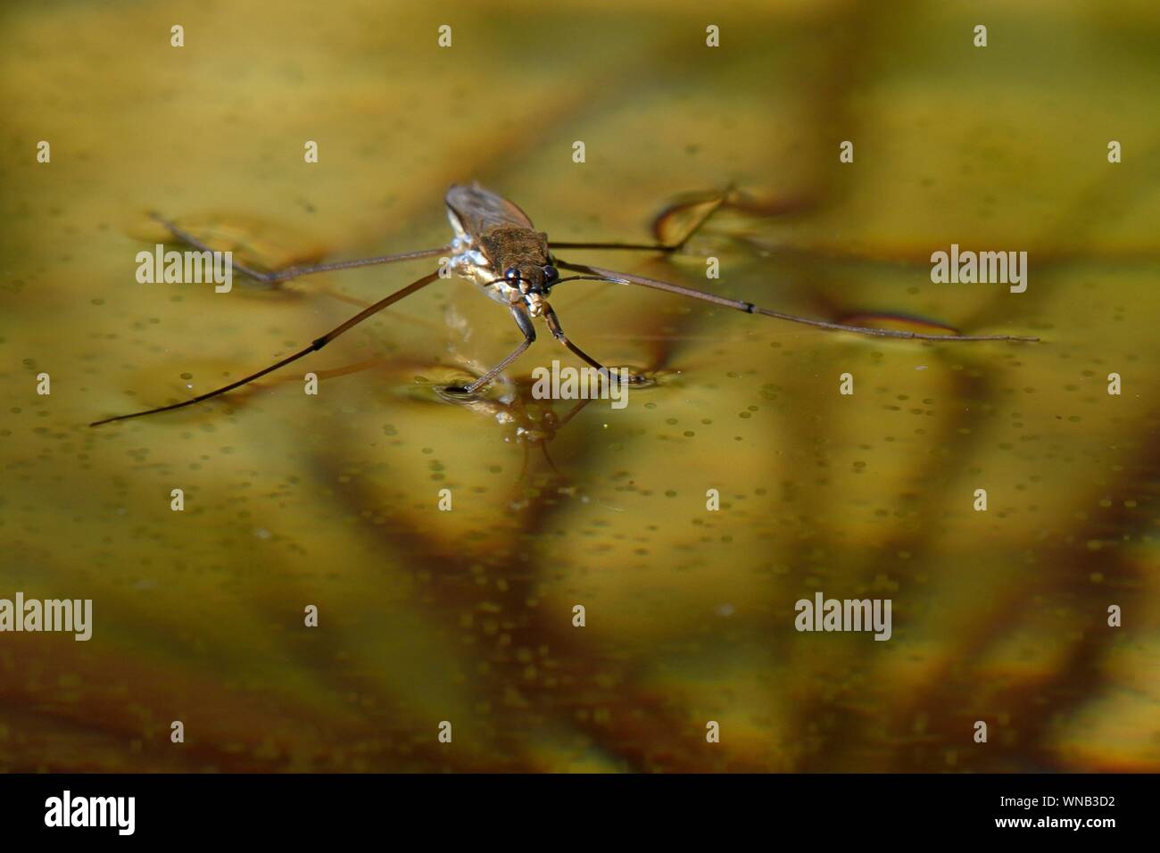 Surface tension hires stock photography and images Alamy