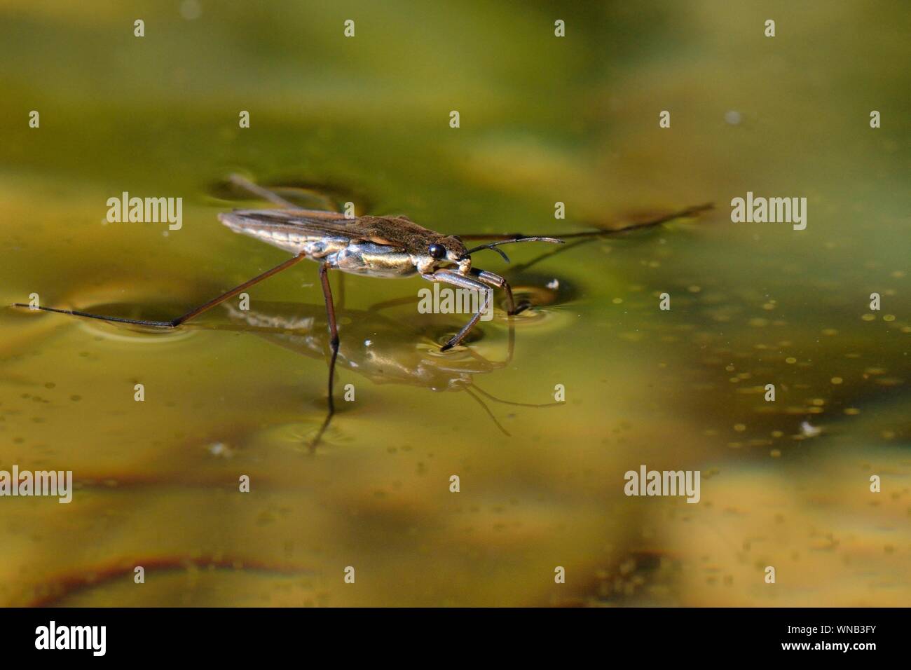 Pond skater uk hires stock photography and images Alamy
